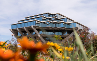 orange flowers in the foreground with Geisel library in the background